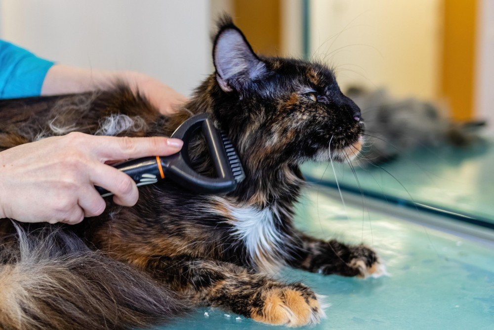 Chat pris en charge par un professionnel — formation ACACED option chat
