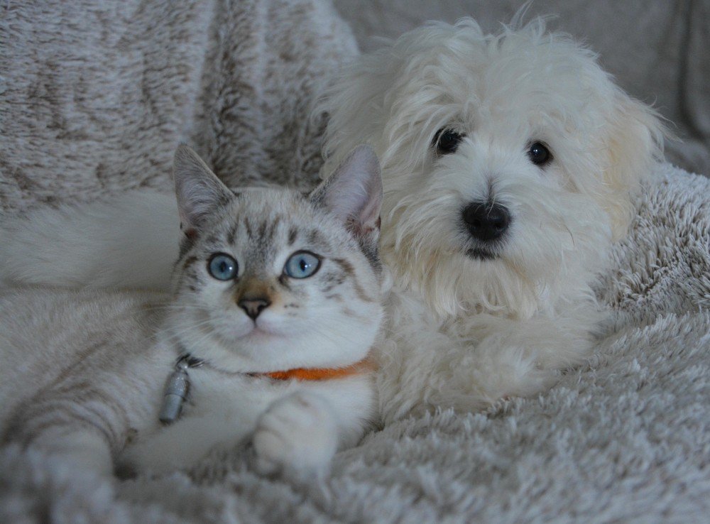 Un chien et un chat ensemble — formation ACACED chien + chat